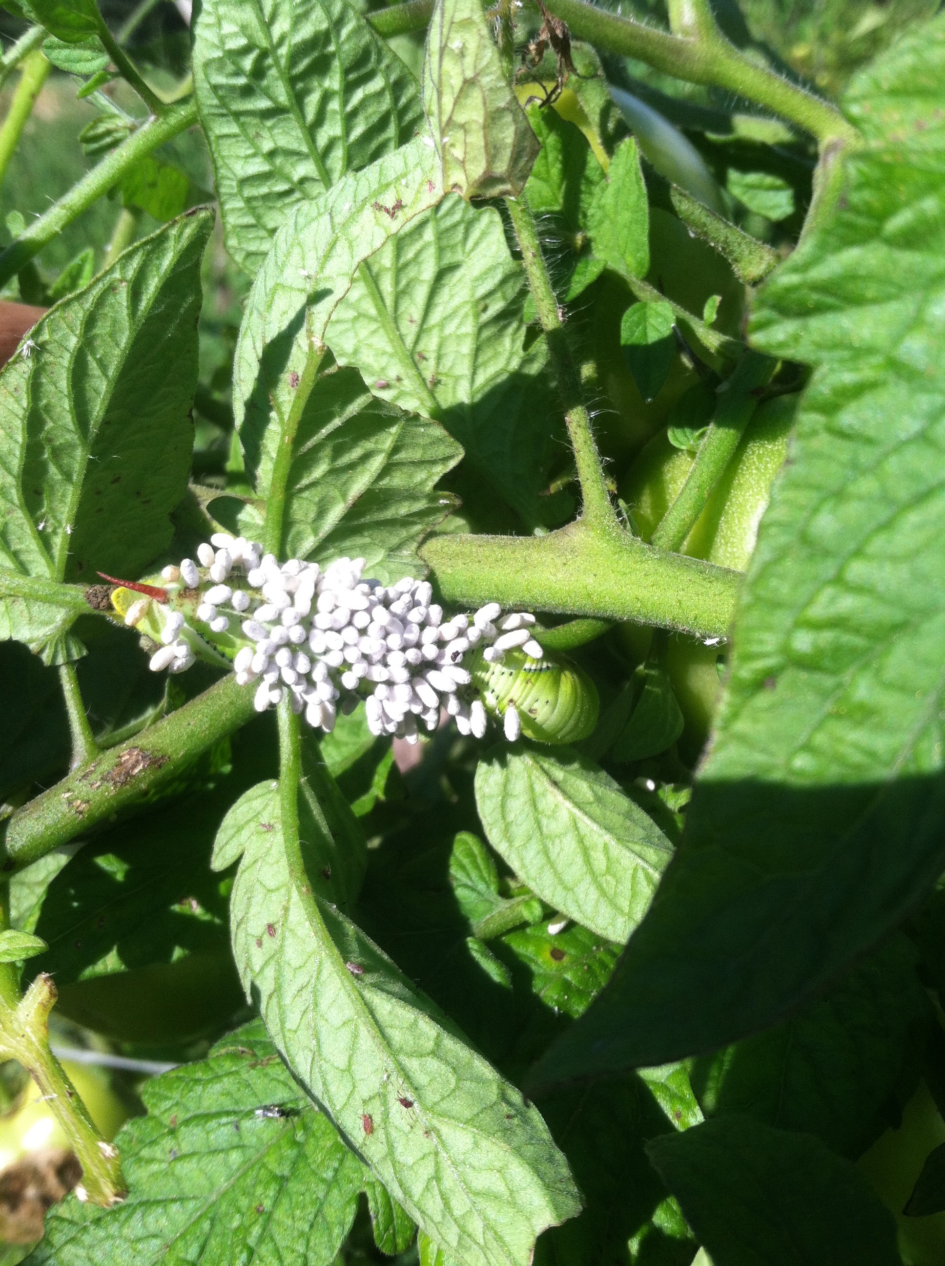 Parasitic wasps on hornworm.jpeg